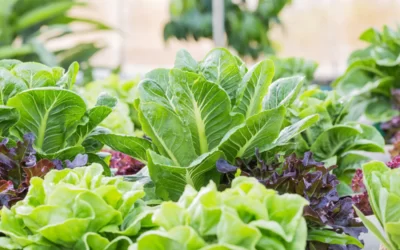 The Bountiful Benefits of Green Salad
